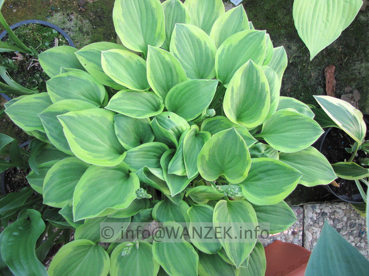 Hosta nakaiana Golden Tiara 01.JPG
